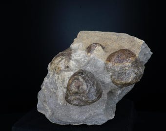 レピドデンドロンスケール樹木の化石 / アメリカ合衆国中部州 / 石炭紀