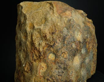 Lepidodendron Scale Tree Fossil / Central States, USA / Carboniferous Fossil Specimen