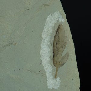 Cardiospermum Coloradensis Leaf Fossil / Green River Formation / 13.4cm Fossil Leaf Specimen