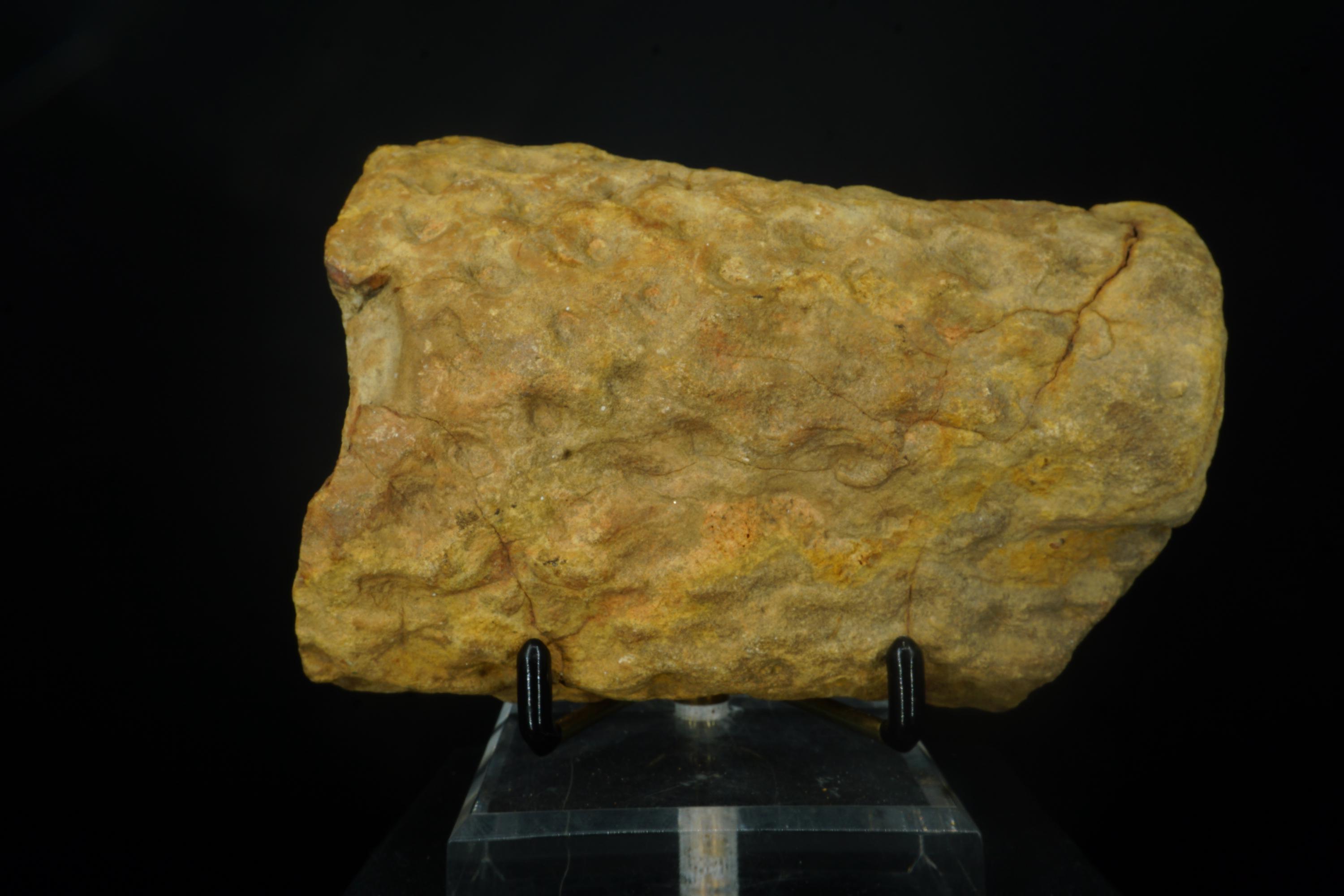 レピドデンドロンスケール樹木の化石 / アメリカ合衆国中部州 / 石炭紀