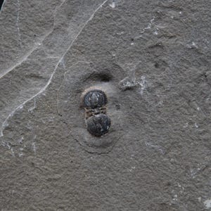 Itagnostus Interstrictus / Wheeler Shale, Utah / Rare Fossil Specimen