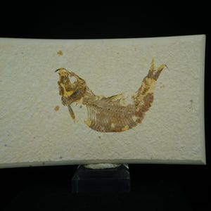 Fossil Fish / Diplomystus Dentatus / Kemmerer, Wyoming / Eocene Fossil Specimen