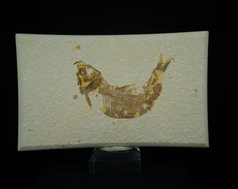 Fossil Fish / Diplomystus Dentatus / Kemmerer, Wyoming / Eocene Fossil Specimen