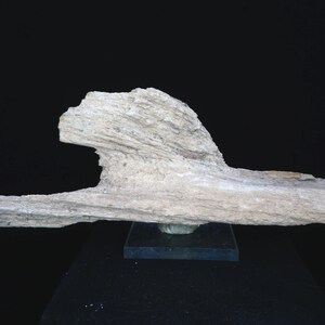 Petrified Driftwood / Fossil Specimen