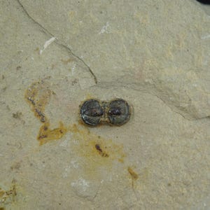 Itagnostus Interstrictus / Wheeler Shale, Utah / Rare Fossil Specimen