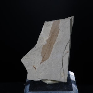 Populus Cinnamonoises / Green River Formation / Fossil Leaf Specimen