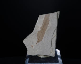 Populus Cinnamonoises / Green River Formation / Fossil Leaf Specimen