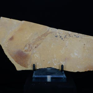 Fossil Fish / Knightia Eocaena / Kemmerer, Wyoming / Eocene Fossil Specimen