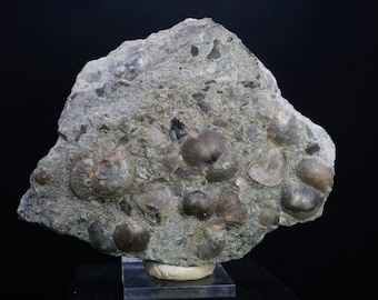 Brachiopod / Rafinesquina Alternata / 15.1cm Fossil Specimen / Sharonville, Ohio