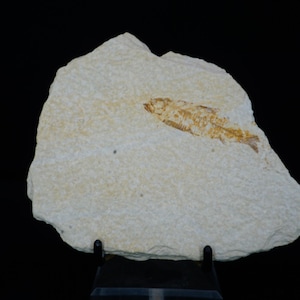 Fossil Fish / Knightia Eocaena / Kemmerer, Wyoming / Eocene Fossil Specimen