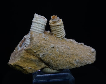 Crinoid Stems / 7.8cm Fossil Specimen / From Missouri