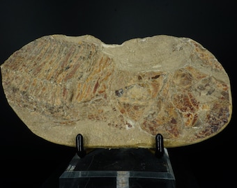 ラコレピス ブラジル産 化石魚 超希少 白亜紀 1億1000万年前 - Etsy 日本