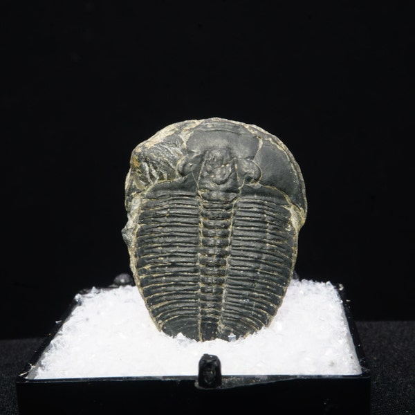 Trilobite / Thumbnail Fossil Specimen / Wheeler Shale Formation, Utah