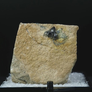 May include: A rough, tan-colored mineral specimen featuring a small, dark, crystalline cluster embedded in the upper section. The stone has a coarse, textured surface with visible golden-hued metallic flecks surrounding the dark crystal formation.