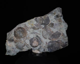 Brachiopod Fossil Plate / Rafinesquina Alternata / Sharonville, Ohio / 19.4cm Fossil Specimen