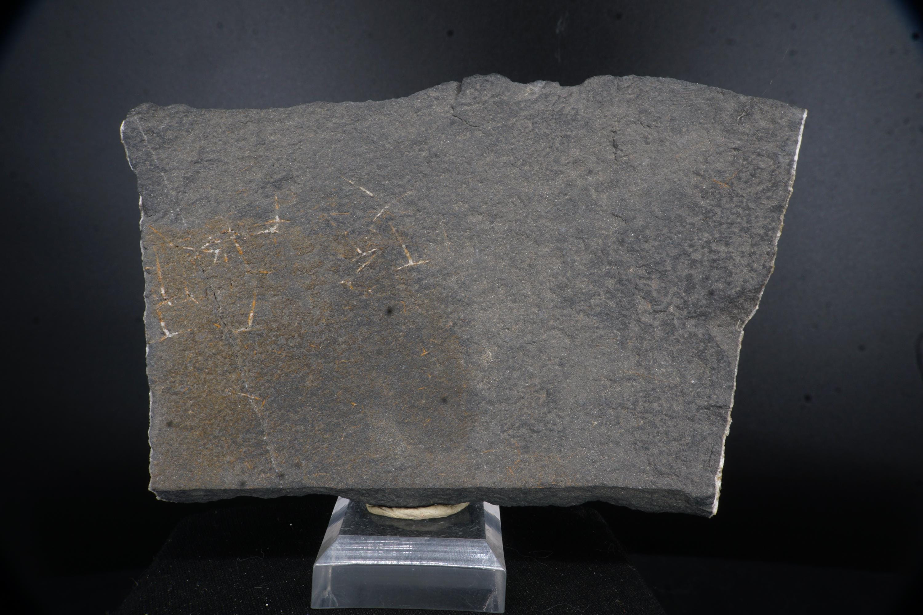 RARE Basket Sponge Hexactinellid Fossil / Lancaster Co., Pennsylvania / 12.8cm Fossil Specimen