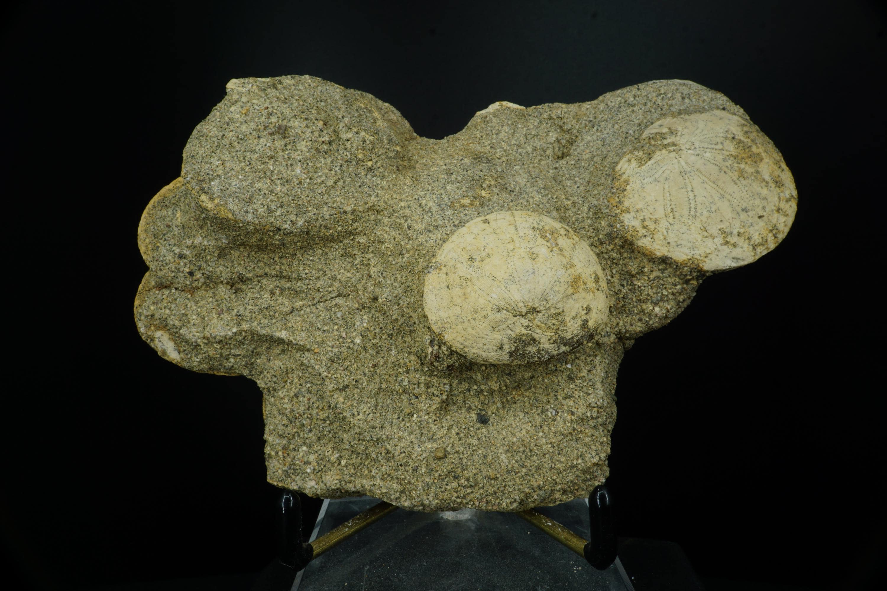 サンドダラー / デンドラスター・ギブシ / カリフォルニア州ケトルマン