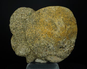 レピドデンドロンスケール樹木の化石 / アメリカ合衆国中部州 / 石炭紀