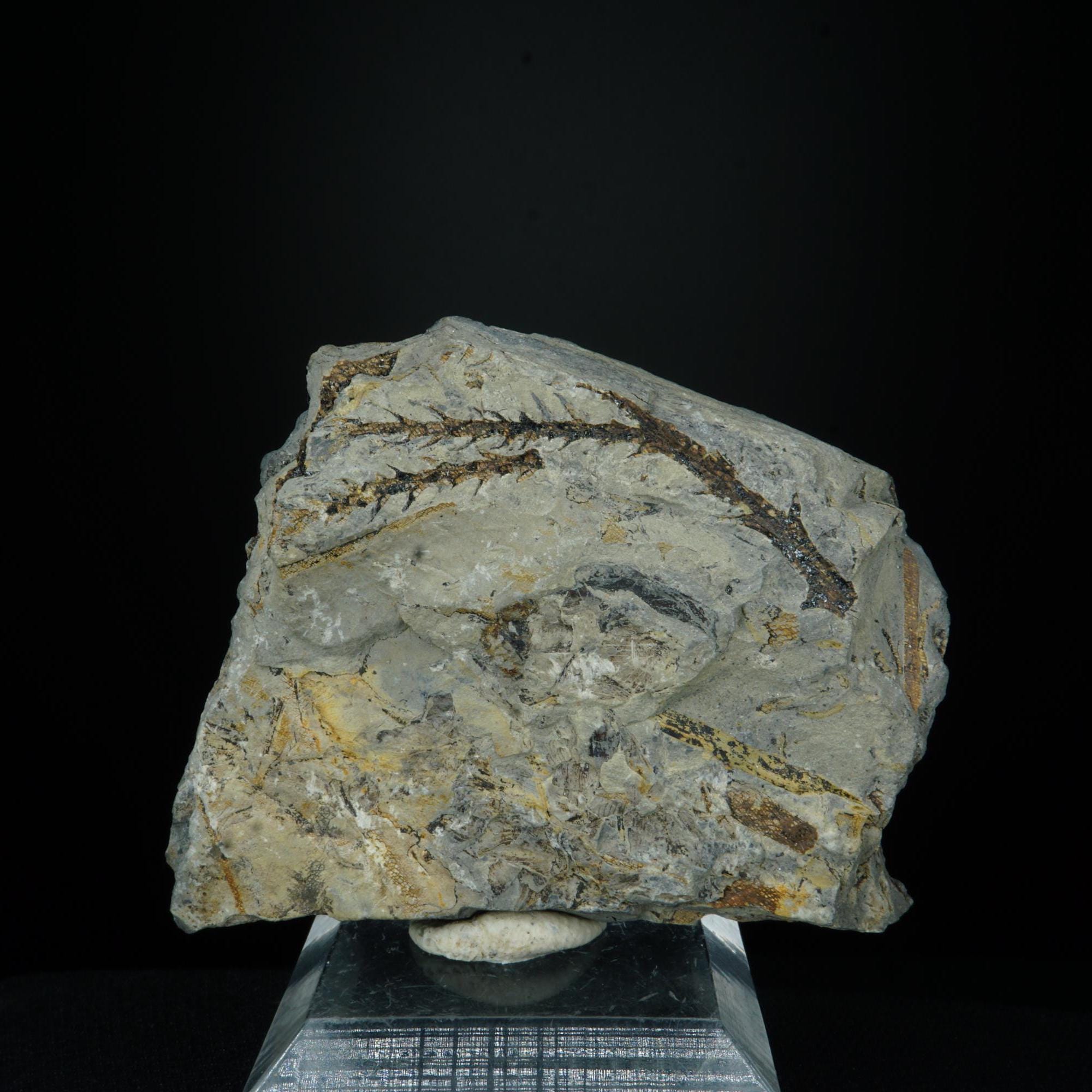 Pine Stems Fossil / Blackhawk Formation, Utah / Rare Fossil Specimen
