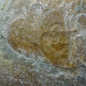 Trilobite / Olenellus Clarki / Cambrian 12.4cm Fossil Specimen / Marble Mountains, California