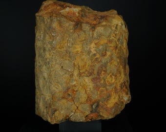 レピドデンドロンスケール樹木の化石 / アメリカ合衆国中部州 / 石炭紀