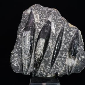Polished Orthoceras Plate / Large Fossil Specimen