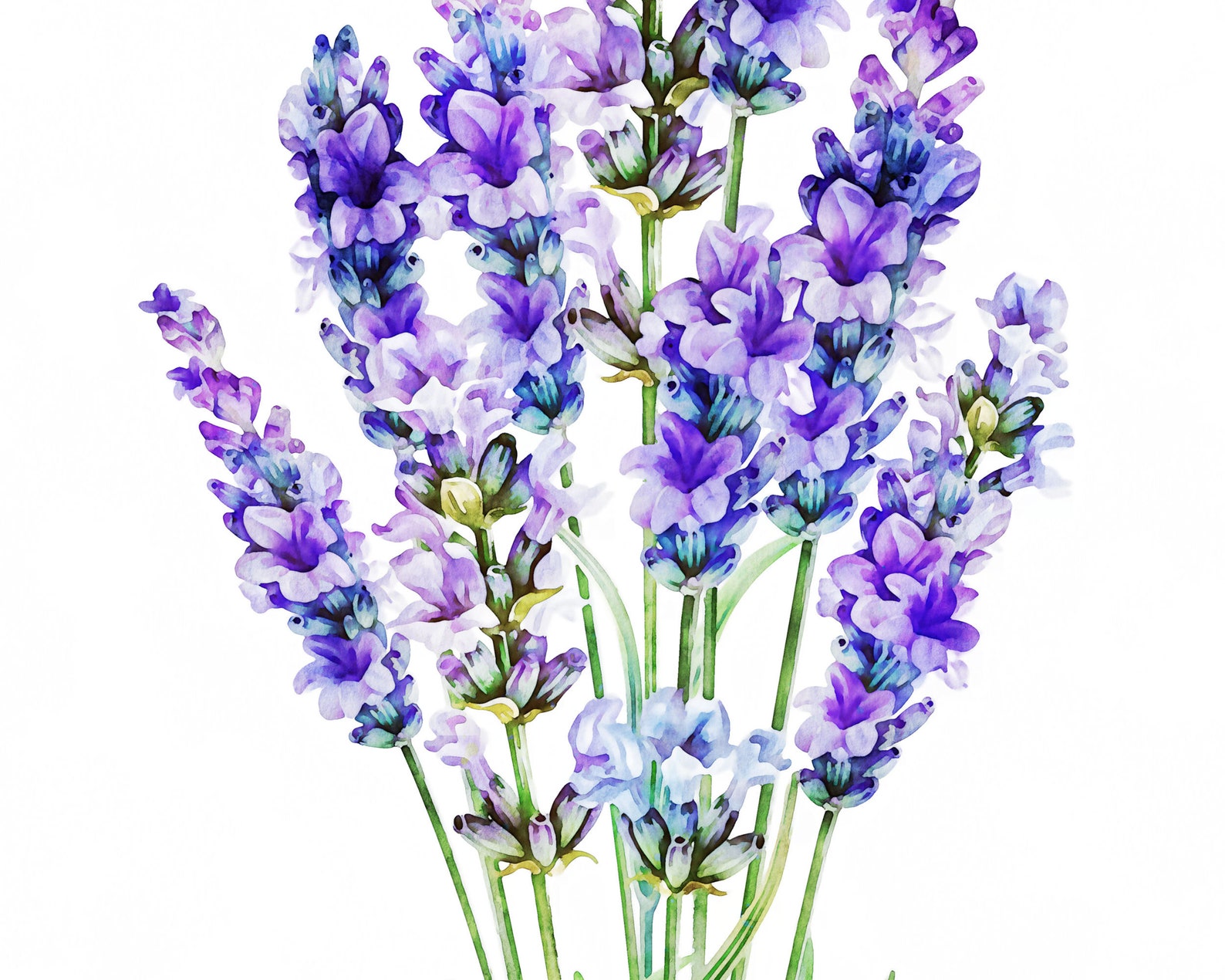 Lavender Watercolor Lavender Wall Art Lavender Flowers Etsy