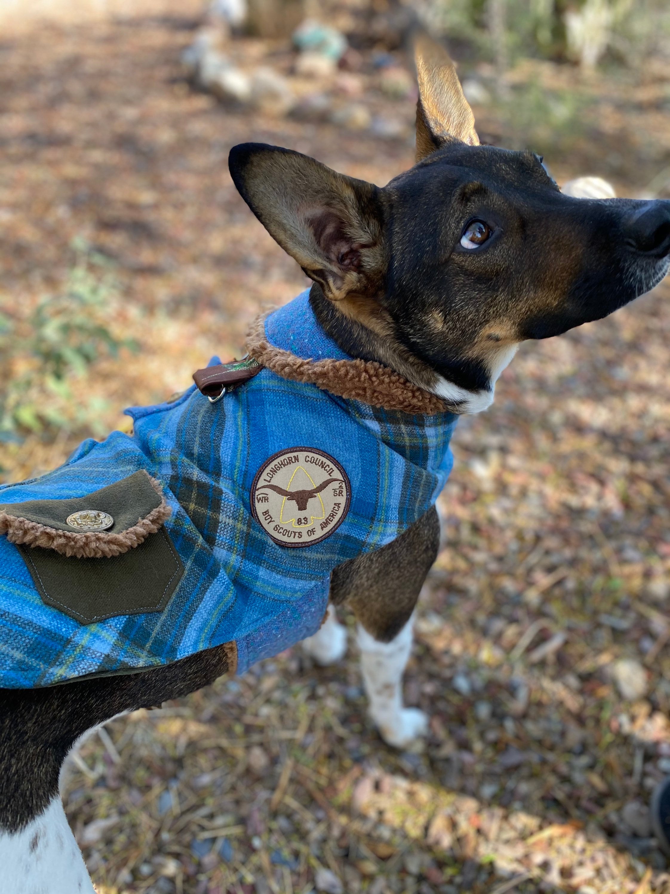 Vintage Pendleton Dog Jacket Custom Dog Jacket Wool Plaid Etsy