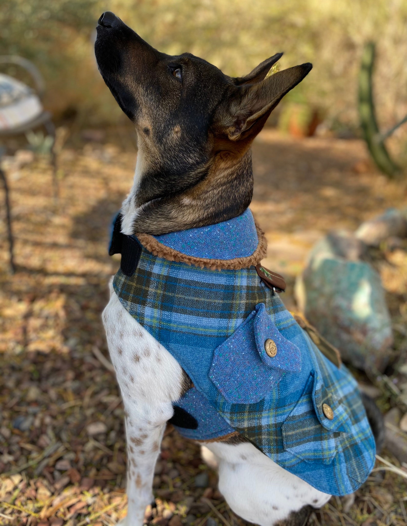 Vintage Pendleton Dog Jacket Custom Dog Jacket Wool Plaid Etsy