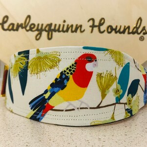 Australian Wildlife  Eastern Rosella Whippet  or greyhound Martingale dog collar