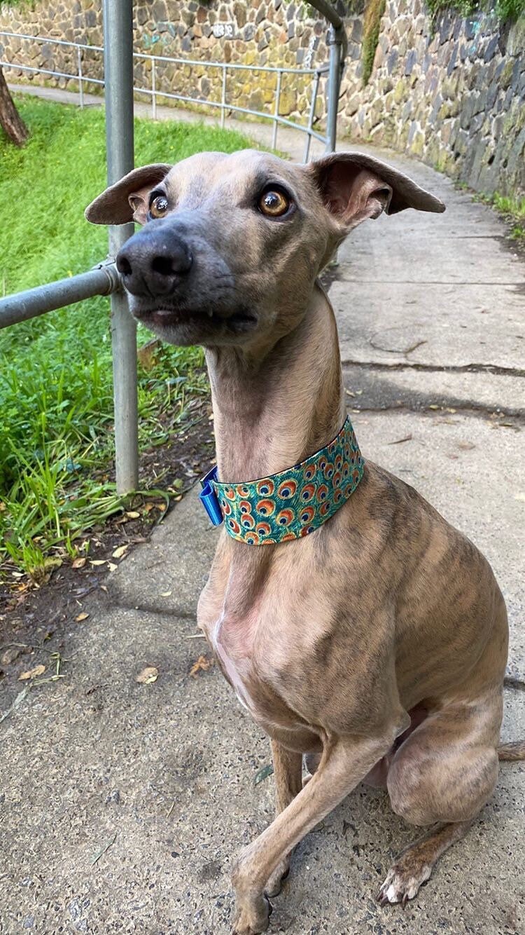 Peacock Whippet or Greyhound Martingale Collar Etsy