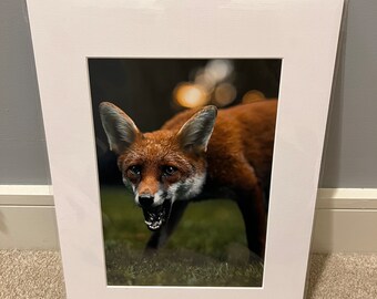 Urban Fox Portrait (A4 Print)