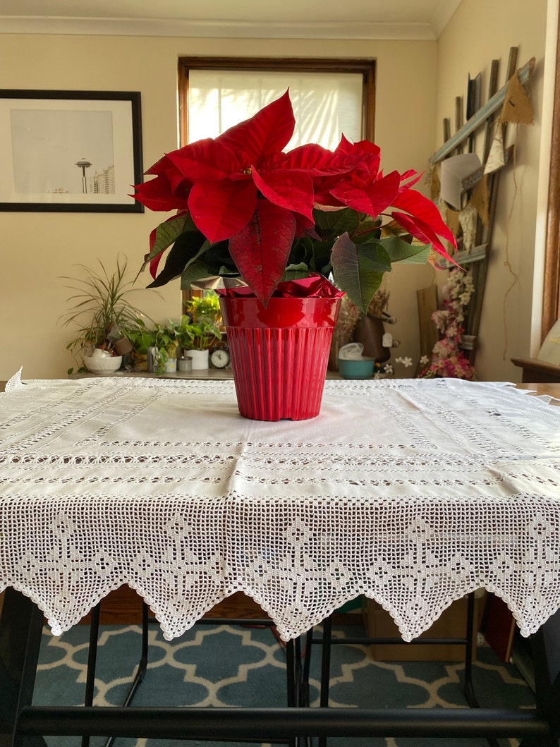 May include: A red poinsettia plant in a red pot sits on a white crocheted tablecloth. The tablecloth has a scalloped edge. The plant is in focus, and the background is blurred.