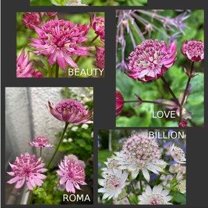Astrantia Major - Mischung aus 5 Arten (Love-Schönheit-Primadonna-Roma und Billion (15 Samen)