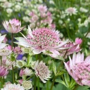 Astrantia Major 'Star of Royals' (10 Samen)