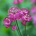 see more listings in the Perennials section