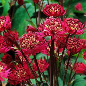 Astrantia Major - Rubra (10 Samen)