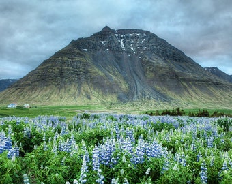 Nootka lupine (50 seeds)