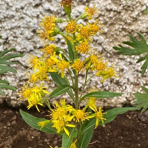 Solidago virgaurea (50 Samen)