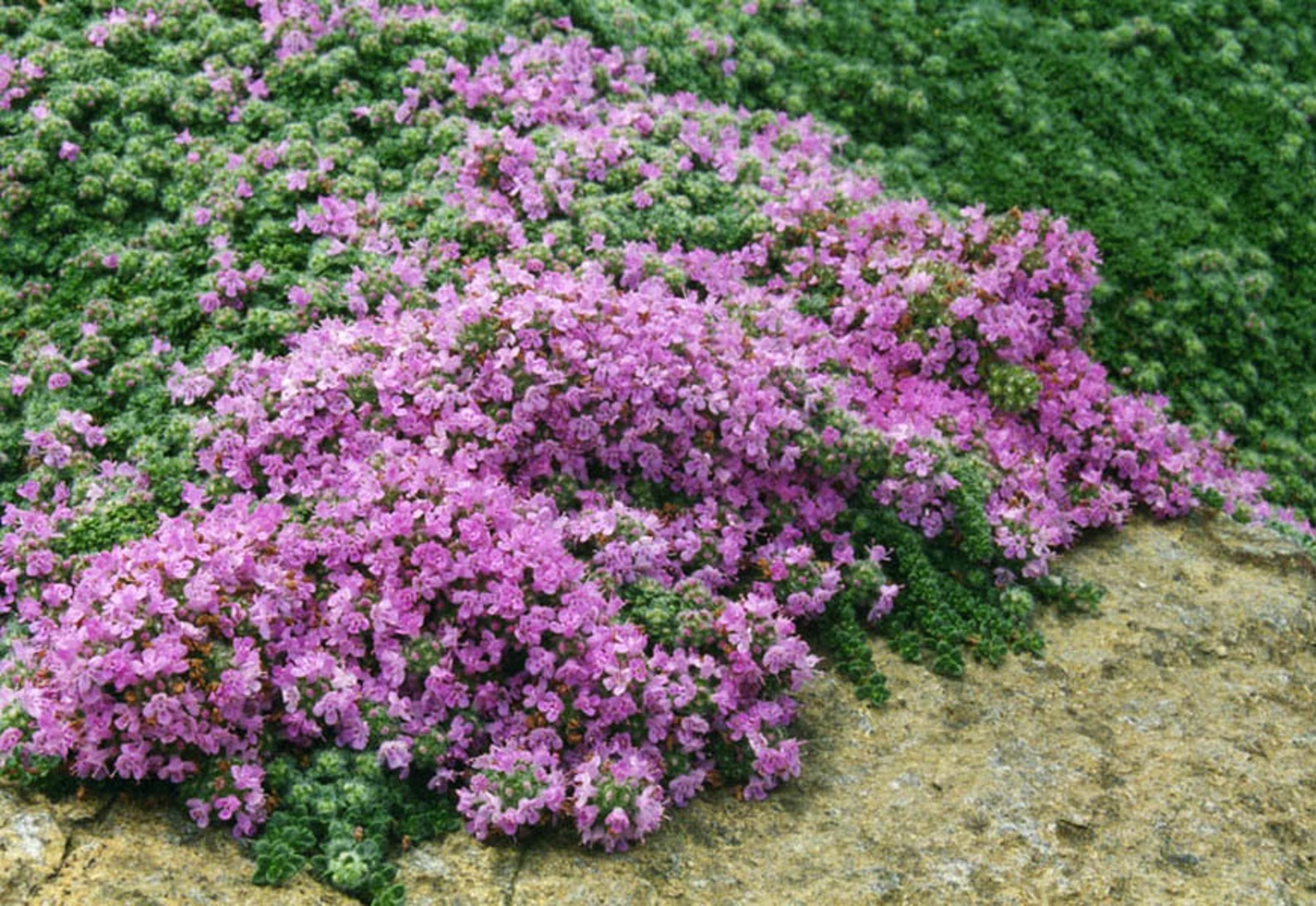 Thymus praecox 50 seeds Etsy