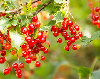 RED CURRANT – Ribes rubrum (25 seeds)