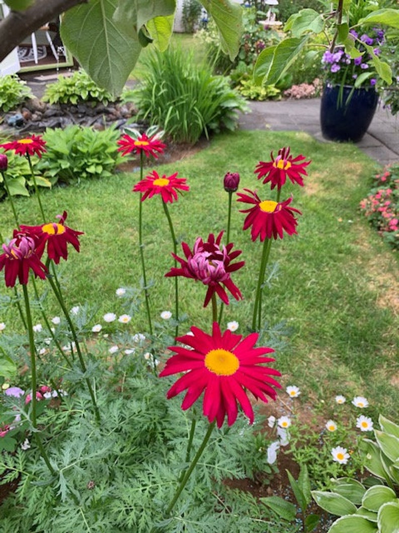 Rose Chrysanthemum Coccineum Seeds painted Daisies 100 Etsy