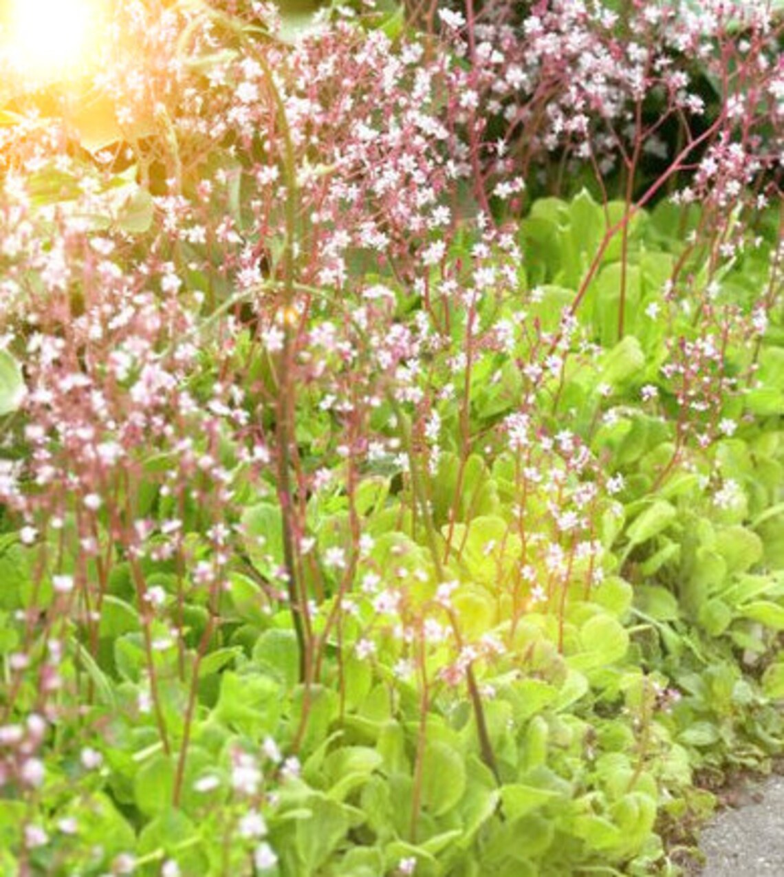 Saxifraga x urbium 50 Samen Etsy.de