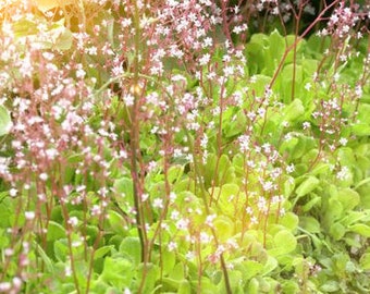 Saxifraga x urbium (50 seeds)