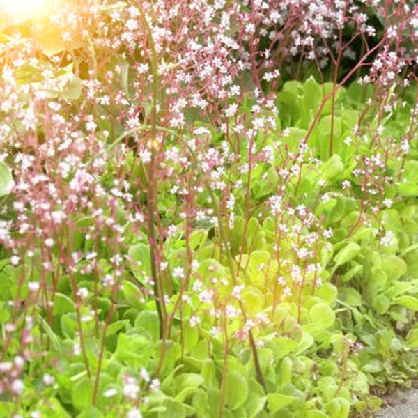 Saxifraga x urbio (50 semillas)