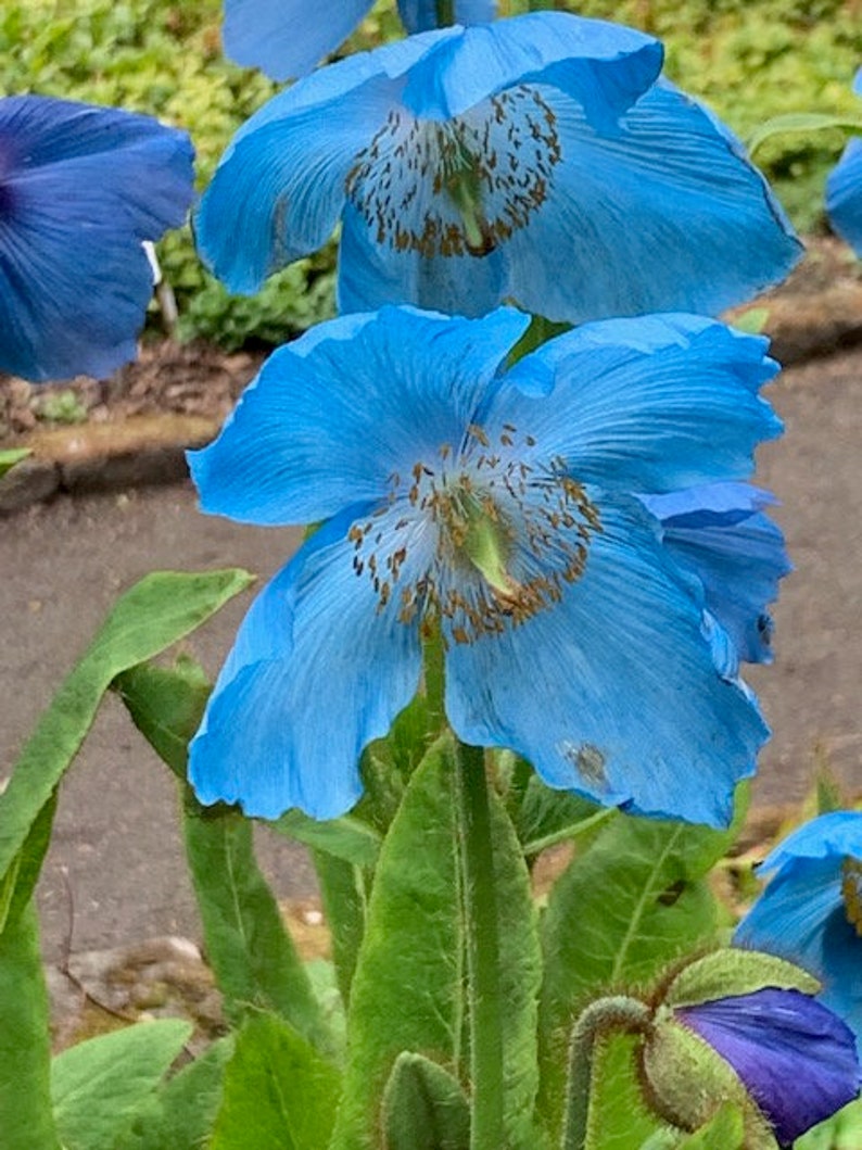 Meconopsis grandis 15 seeds image 1