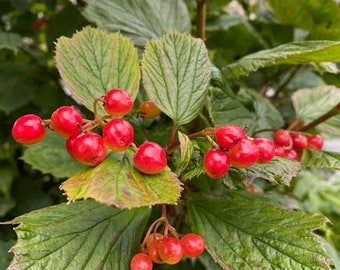 Viburnum edule - Mooseberry, Squashberry (10 seeds)