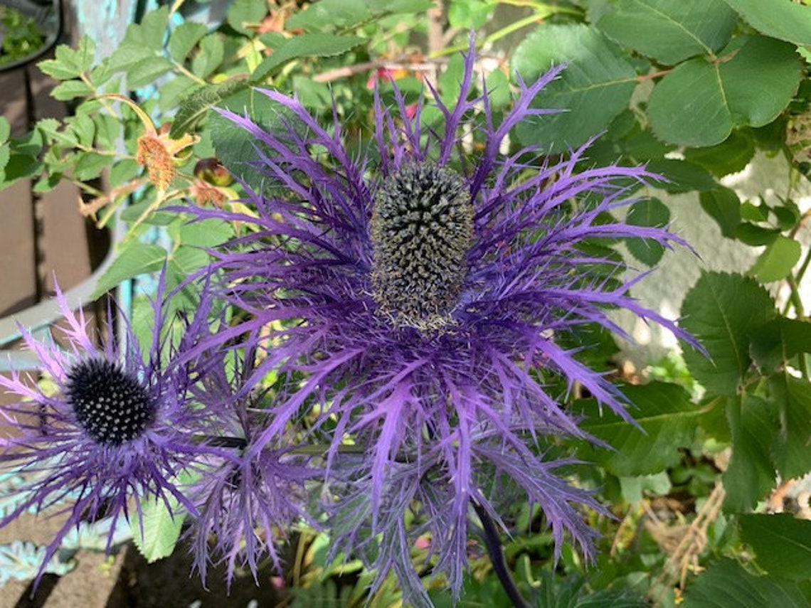 Eryngium Alpinum 25 Seeds SEA HOLLY Etsy