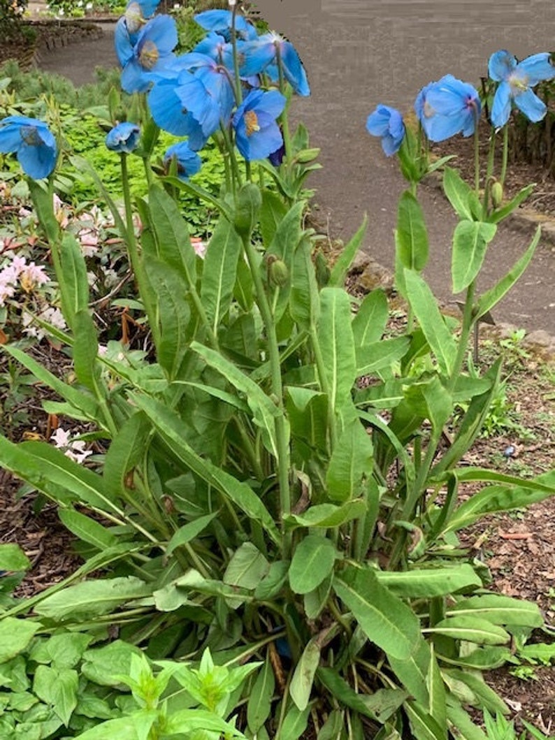 Meconopsis grandis 15 seeds image 2