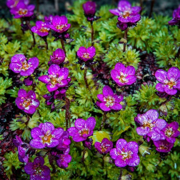 Saxifraga Arendsii túnica púrpura (200 semillas)